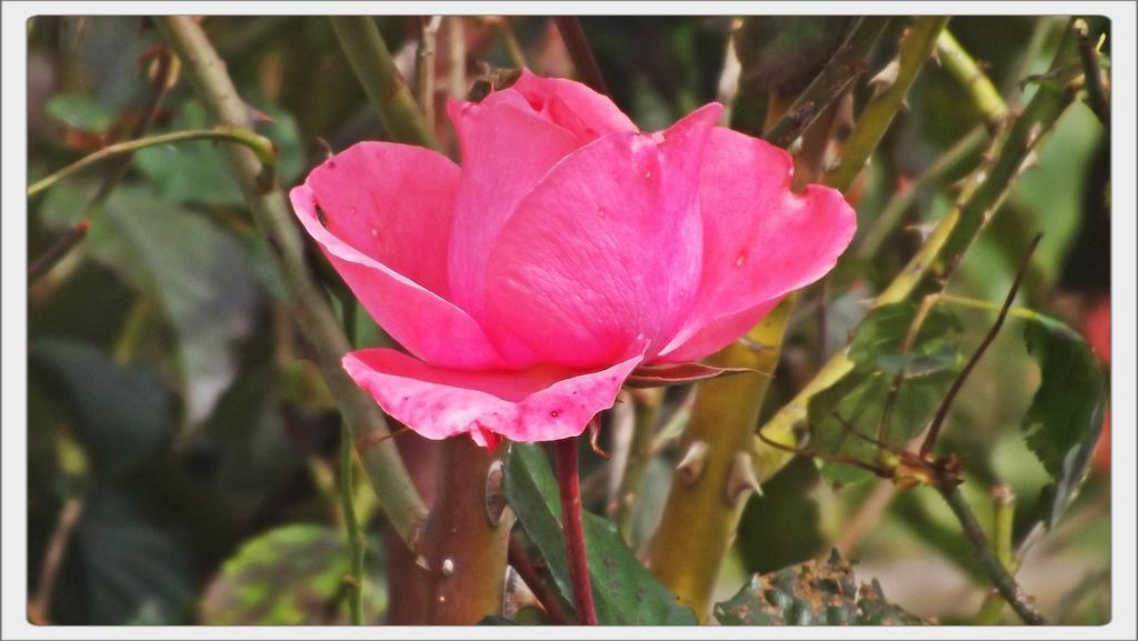 Campos do Jordão Pousada Das Rosas المظهر الخارجي الصورة